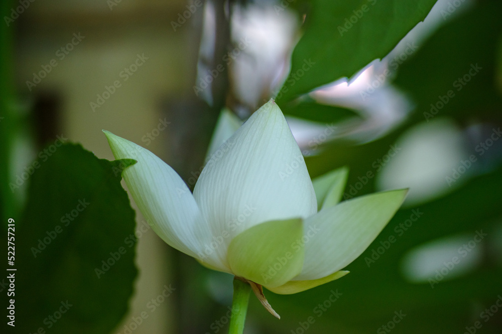 Obraz premium 東京赤坂氷川神社の手水舎に飾られた蓮の花
