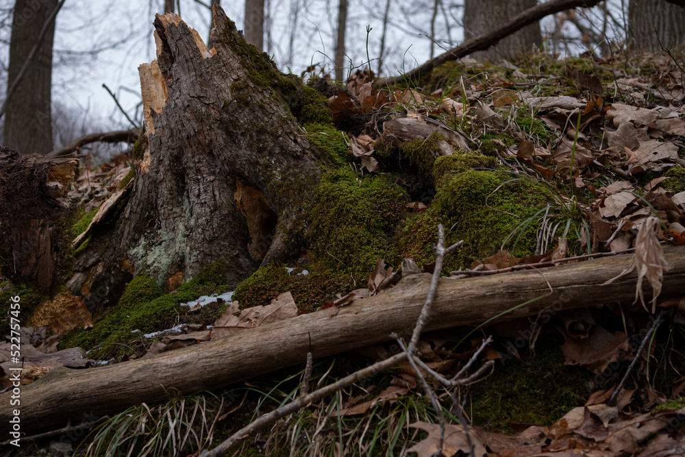 Moss Surrounding Stump of Fallen Tree in Autumn