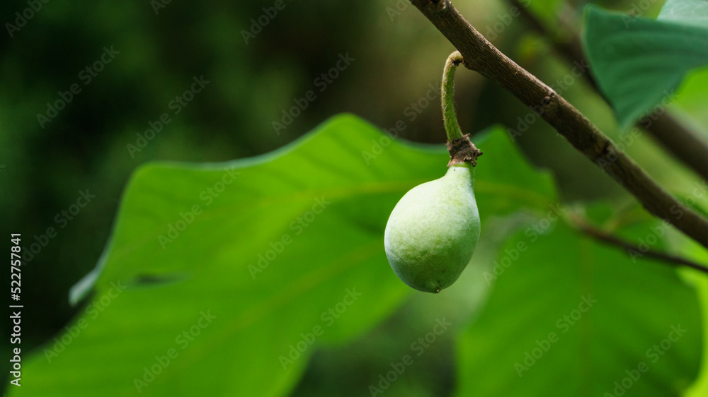 Close-up fruit of common pawpaw growing on Asimina triloba in summer garden. Nature concept for any design background. Place for your text