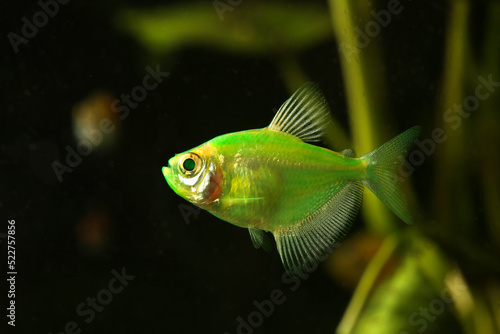Aquarium fish. Black tetra. Gymnocorymbus ternetzi. Green fish on the black backround. photo