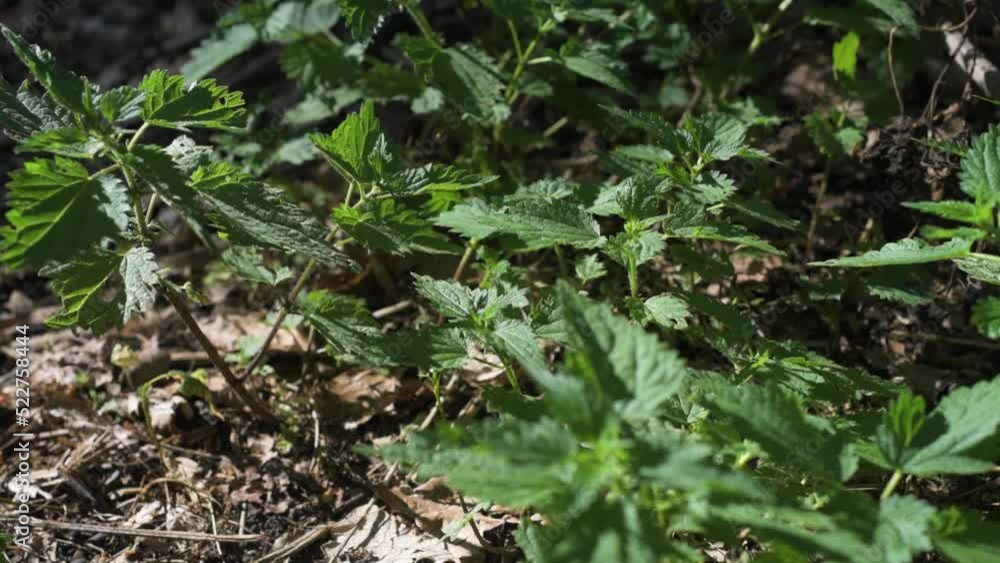 Young nettle nettles plant in garden soil detail Young nettle nettles plant in garden soil detail