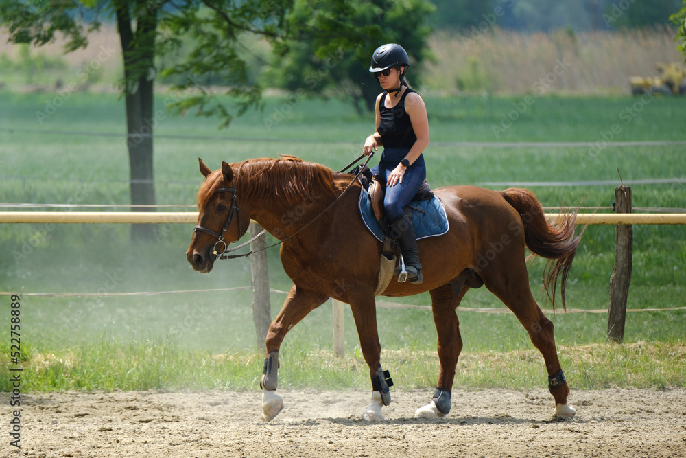 The girl with black helmet riding a sorrel horse at a riding school The girl with black helmet riding a sorrel horse at a riding school