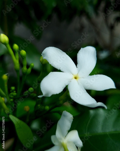 White crepe jasmin flower 