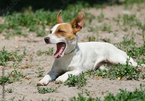 Sleepy jack russell terrier dog yawn.