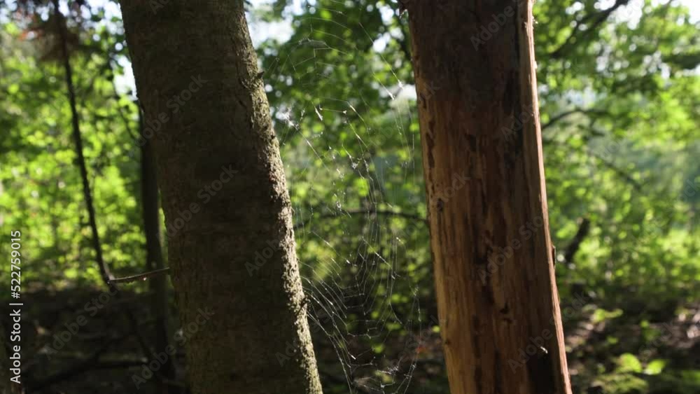 Forest tree spider web net nature Forest tree spider web net nature