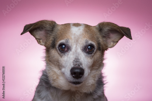Canvas-taulu Butterfly light on a dog