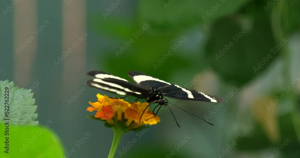 The Sara longwing (Heliconius sara) butterfly The Sara longwing (Heliconius sara) butterfly