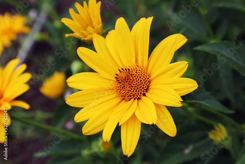 Yellow chamomile. Large flower on a green background. Close-up. Selective focus. High quality photo.