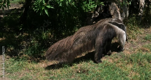 Giant anteater or ant bear (myrmecophaga tridactyla) walking photo