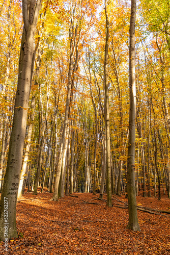 autumn forest nature with yellow leaves and trees in october