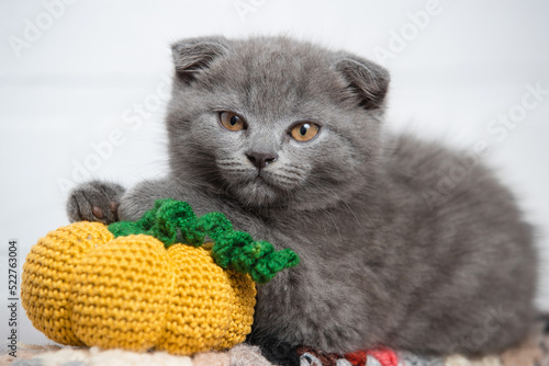 The cat looks straight, a small pumpkin is knitted near it