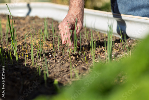 Old man's hand weeding garden bed