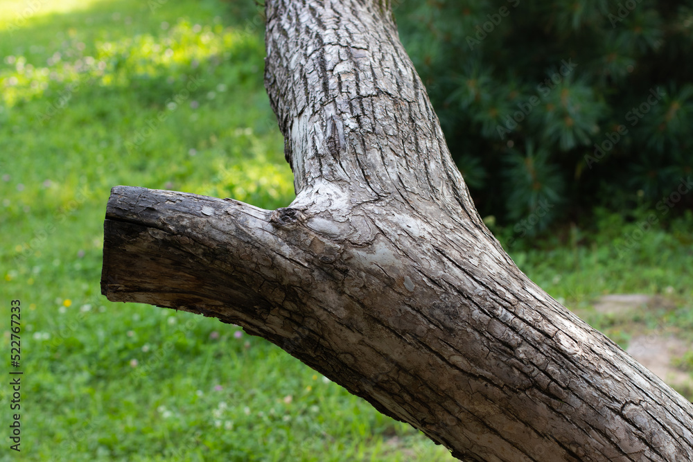 Beautifully curved tree trunk with gray bark
