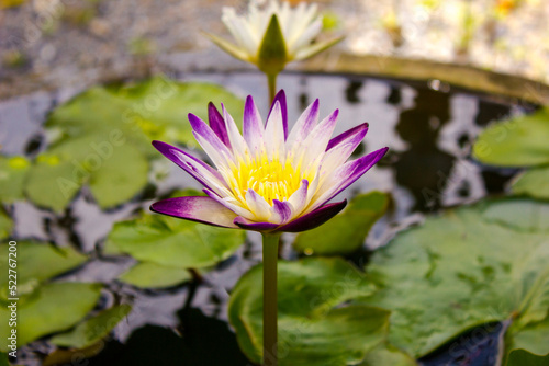 purple lotus flower in the pond