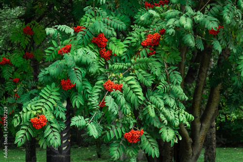 Bunches of ripe red Mountain Ash berries on branches with green leaves  rowan trees in summer autumn garden  natural background