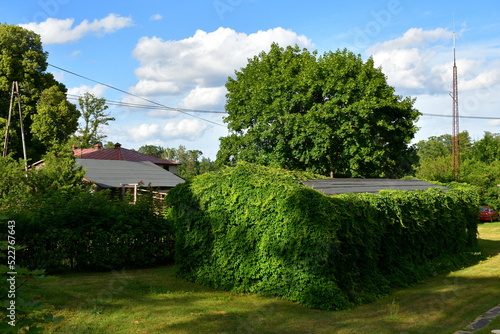 A view of a small shack, shelter or house covered with vines almost entirely standing in the middle of a dense field, meadow or pastureland next to some other rural objects seen on a sunny summer day