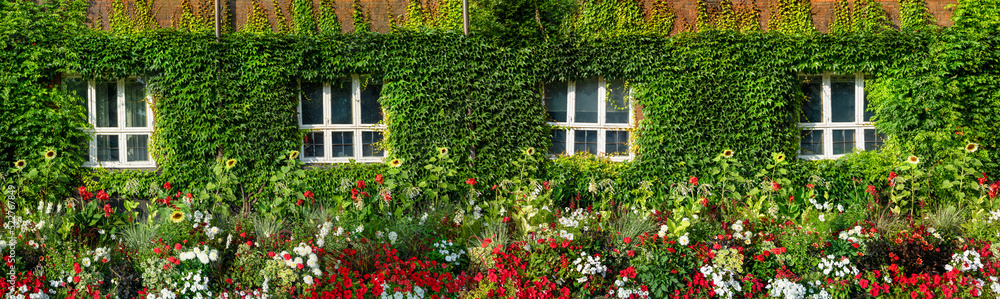 Panorama of a city garden with sunflowers and other small red flowers and ivy on the wall. Gardening and natural concept background.