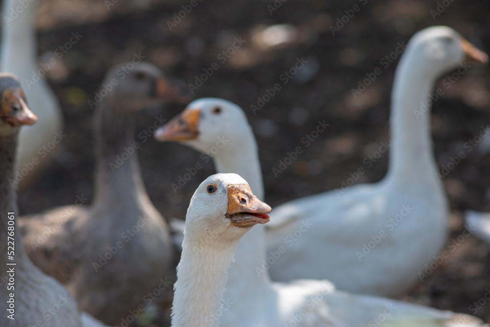 flock of domestic white geese in the village flock of domestic white geese in the village