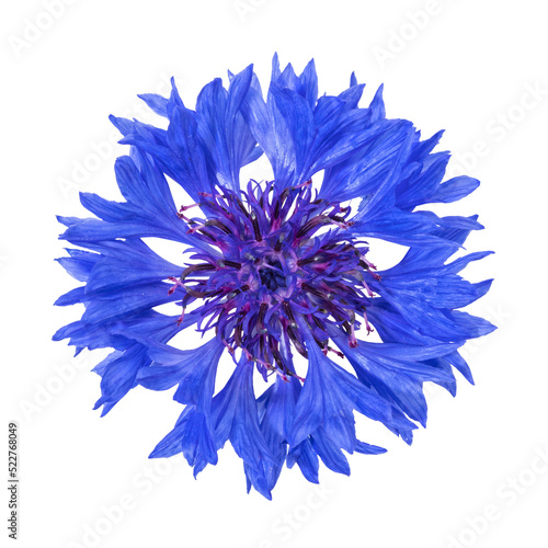 Vibrant blue cornflower blossom top view, isolated with transparent background photo