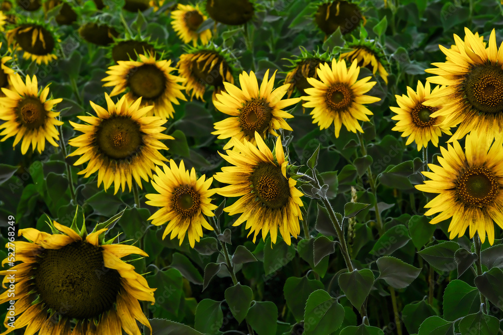 Fototapeta premium field of blooming sunflowers on a background sunset