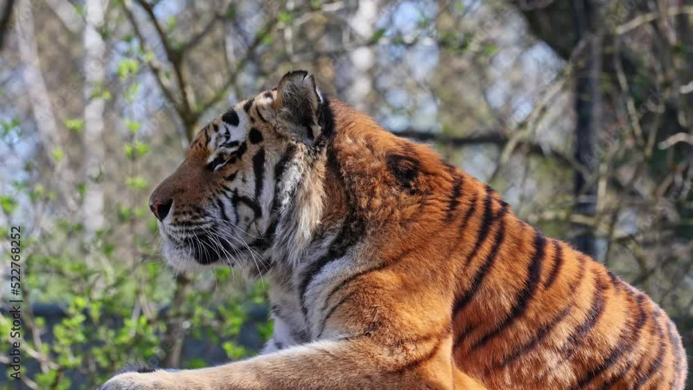 The Siberian tiger,Panthera tigris altaica is the biggest cat in the world The Siberian tiger,Panthera tigris altaica is the biggest cat in the world