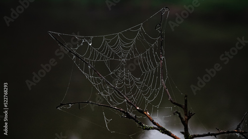 A web on a branch. Dew drops on the threads of the web. Macrophotography. Mystical landscape.