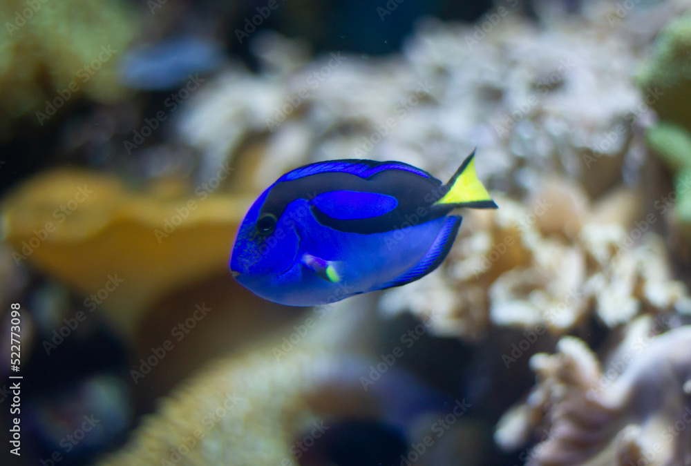 Fototapeta premium Blue tang (Paracanthurus hepatus) fish swimming underwater in an aquarium