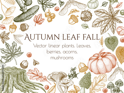 Vector illustration of autumn engraving style. Graphic linear oak leaf, acorns, berries, maple leaves, ginkgo, pumpkin, chanterelles, fly agaric, mushrooms, chestnut, physalis, wild rose, stump