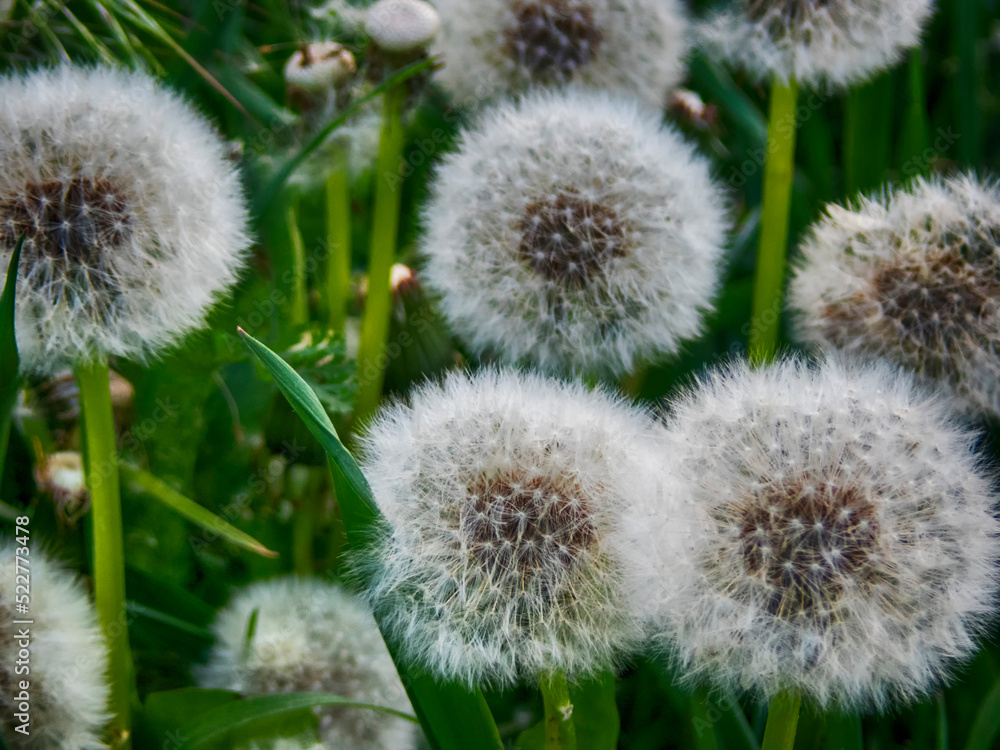 Aerial field dandelions Aerial field dandelions
