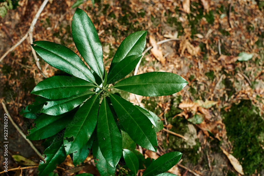 Rhododendron leaves. Juicy green leaves of tropical plants on a brown background. A young plant. Rhododendron leaves. Juicy green leaves of tropical plants on a brown background. A young plant.