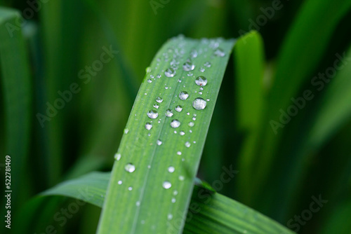 Fresh green grass with dew drops close up. Water driops on the fresh grass after rain.