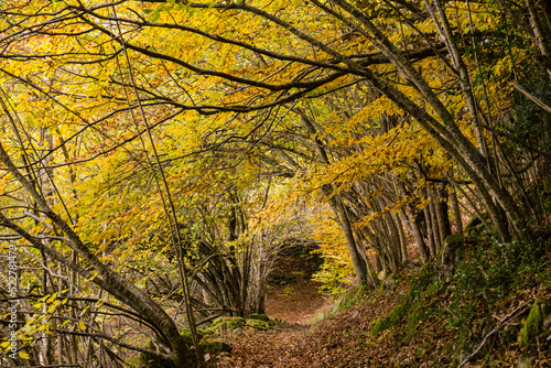 bosque de Carlac, - hayedo de Carlac-, Bausen, valle de Aran, cordillera de los Pirineos, Spain, europe