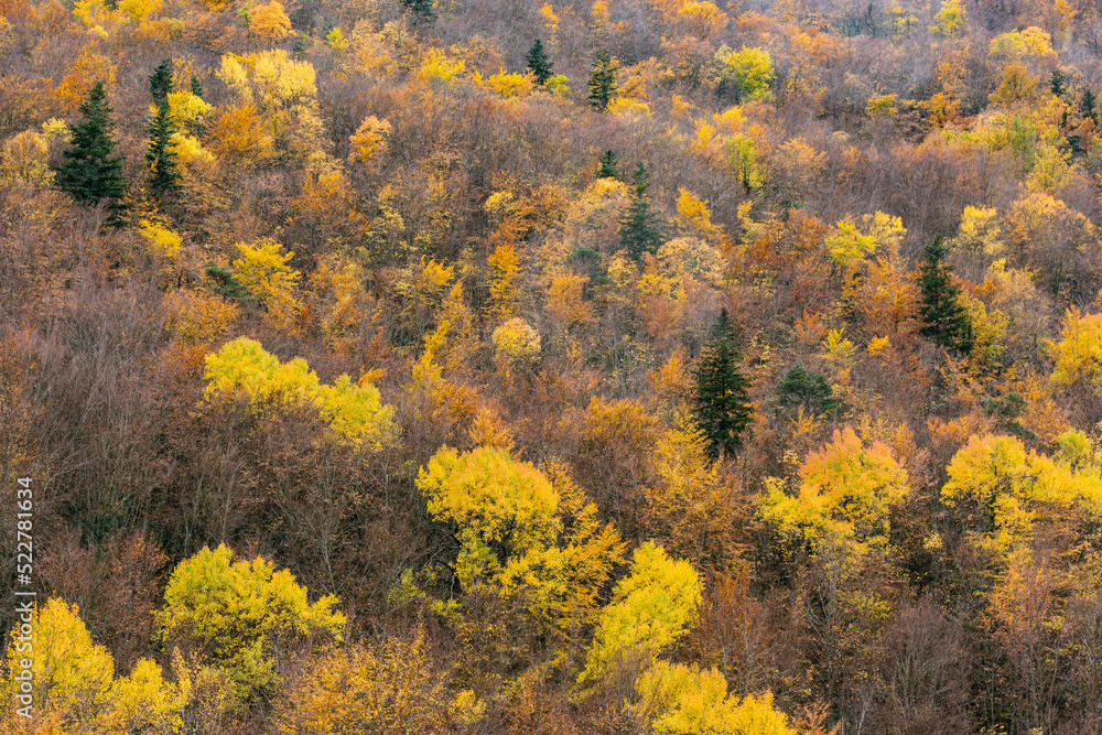 Fototapeta premium bosque de la Pardina del Señor ( la Pardina Ballarín) , Fanlo, valle del Chate, Provincia de Huesca, cordillera de los Pirineos, Spain