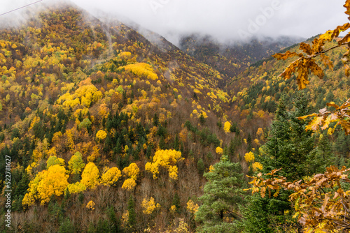 bosque de la Pardina del Señor  ( la Pardina Ballarín) , Fanlo, valle del Chate, Provincia de Huesca, Comunidad Autónoma de Aragón, cordillera de los Pirineos, Spain, europe photo