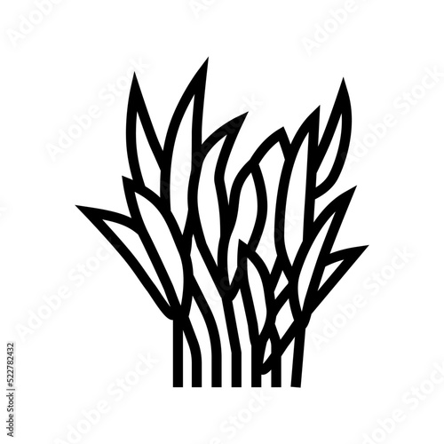 java fern line icon vector. java fern sign. isolated contour symbol black illustration
