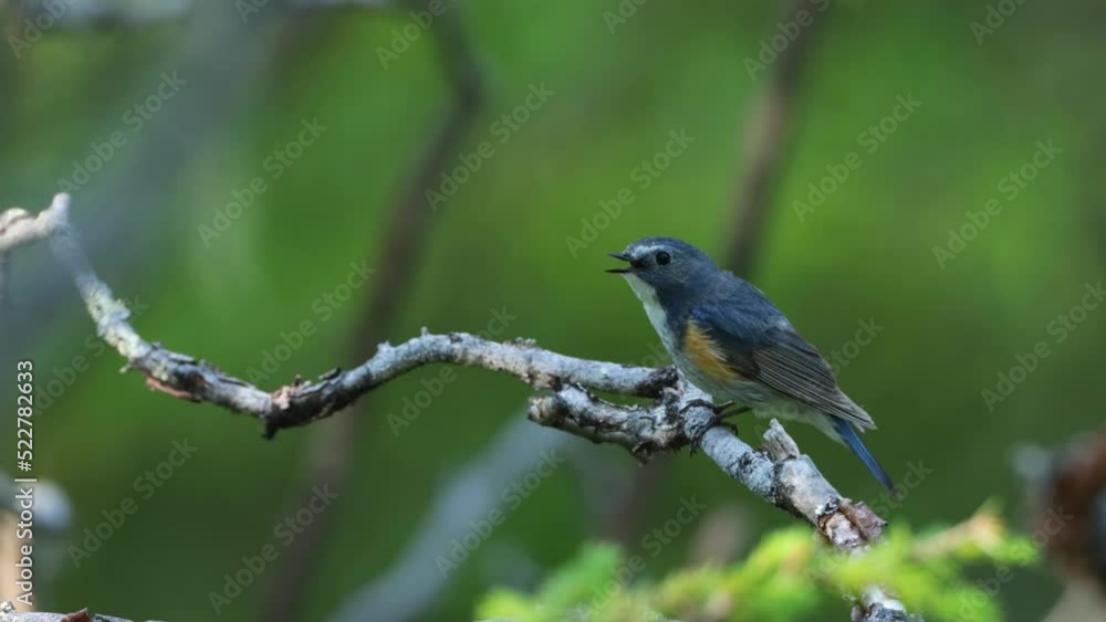 Red-flanked bluetail perched and chirping in an old-growth forest near Kuusamo Red-flanked bluetail perched and chirping in an old-growth forest near Kuusamo