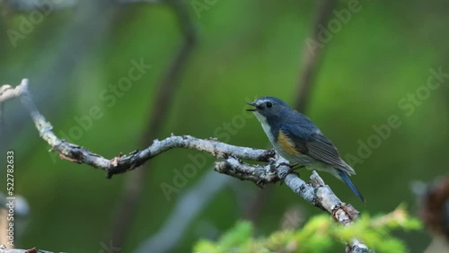 Red-flanked bluetail perched and chirping in an old-growth forest near Kuusamo