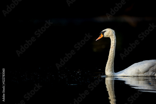 Fototapeta Naklejka Na Ścianę i Meble -  Low Key Mute Swan