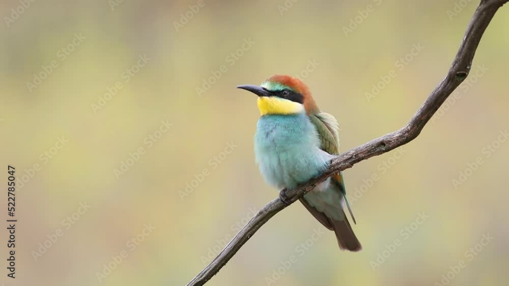 European bee-eater, Merops apiaster. The young bird has fluffed up its feathers and is looking around European bee-eater, Merops apiaster. The young bird has fluffed up its feathers and is looking around