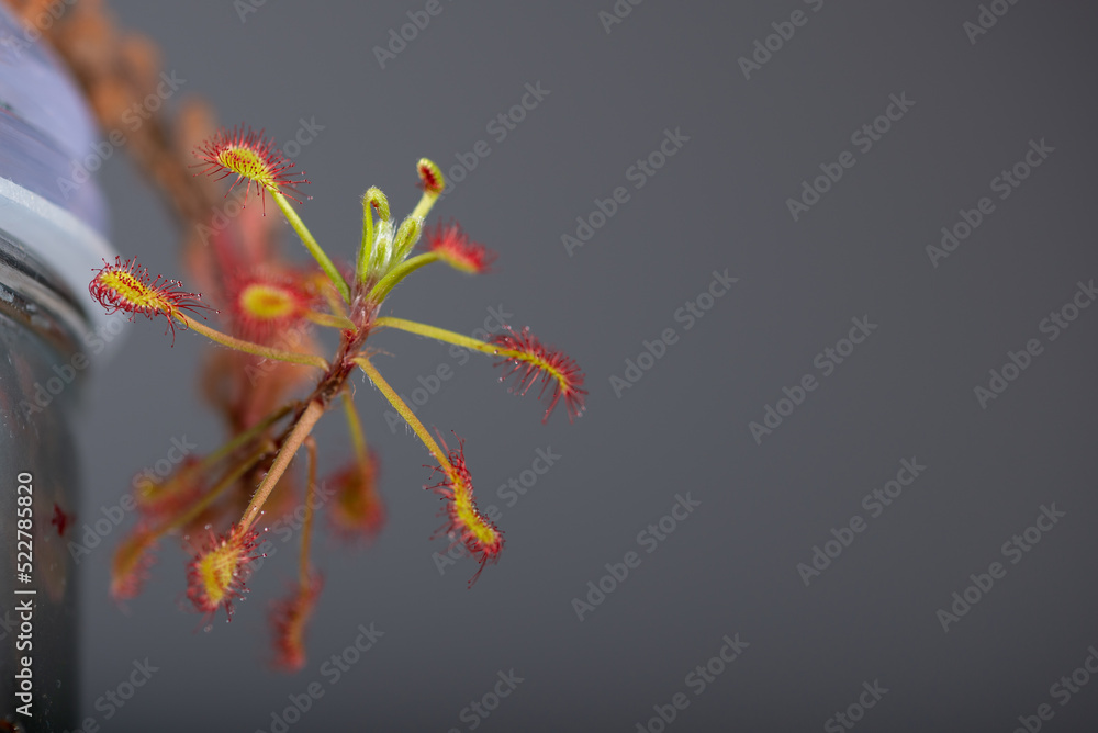 Rosiczka pośrednia (Drosera intermedia),rosa, roślina owadożerna, hodowla domowa (8).  - obrazy, fototapety, plakaty 
