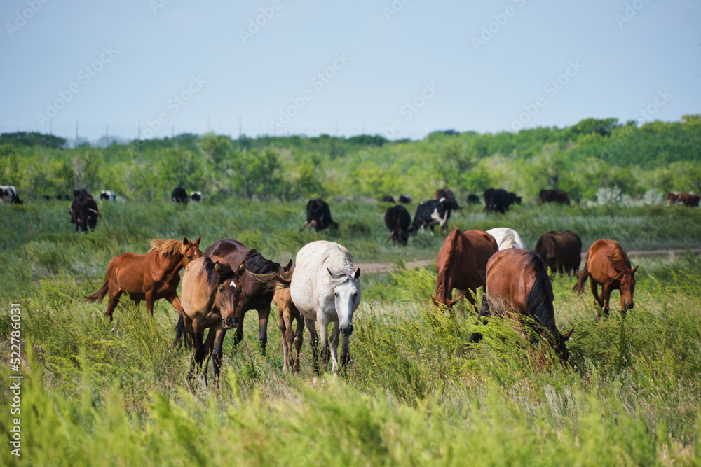 Herd horses and herd of cows background graze in meadow. Herd horses and herd of cows background graze in meadow.