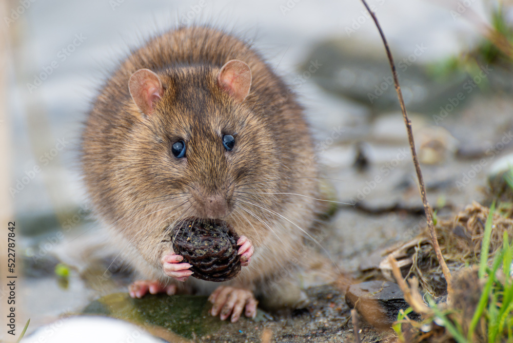 Arvicola amphibius, karczownik ziemnowodny, polnik ziemnowodny, szczur wodny, karczownik, gryzoń szukający pożywienia nad rzeką, wczesna wiosna (16). Arvicola amphibius, karczownik ziemnowodny, polnik ziemnowodny, szczur wodny, karczownik, gryzoń szukający pożywienia nad rzeką, wczesna wiosna (16).