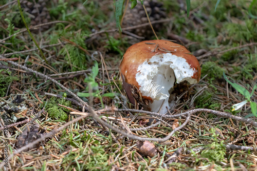 Russula decolorans, edible Russula mushroom fungus, short stem and wide hat, orange, worm eaten top, can see spores, grows in the forest on moss, needles, branches and leaves. sunny summer day photo