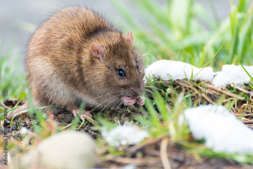 Arvicola amphibius, karczownik ziemnowodny, polnik ziemnowodny, szczur wodny, karczownik, gryzoń szukający pożywienia nad rzeką, wczesna wiosna (12). Arvicola amphibius, karczownik ziemnowodny, polnik ziemnowodny, szczur wodny, karczownik, gryzoń szukający pożywienia nad rzeką, wczesna wiosna (12).