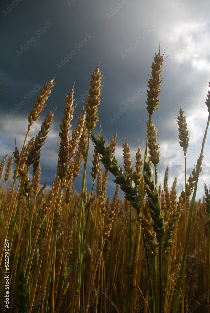 Obraz premium wheat field in the wind