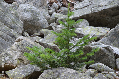 Pine Tree Growing Among Rocks