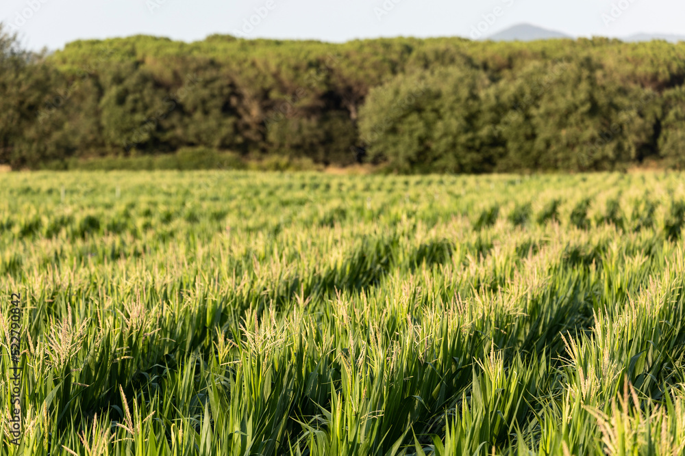 Cereal grass growing in agricultural field Cereal grass growing in agricultural field