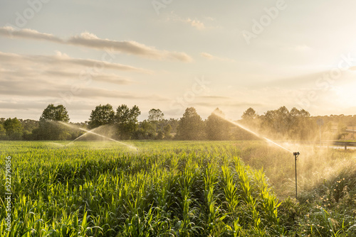 Sprinklers watering field at sunrise