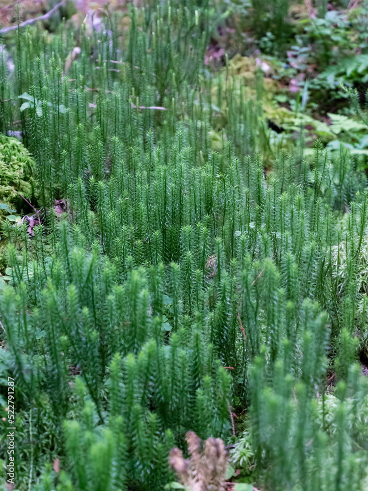 bush of Huperzia lucidula, the shining firmoss or shining clubmoss, bright evergreen, rhizomatous clubmoss. moss, leaves, branches on the ground bush of Huperzia lucidula, the shining firmoss or shining clubmoss, bright evergreen, rhizomatous clubmoss. moss, leaves, branches on the ground