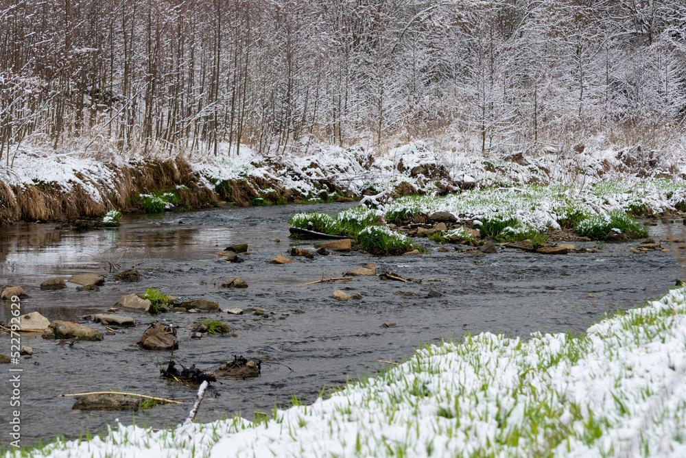 Bielsko-Biała, dopływ Wisły, wczesna wiosna, brzeg rzeki odbijający się w wodzie, śnieg, drzewa, woda, trawa (2). - obrazy, fototapety, plakaty 